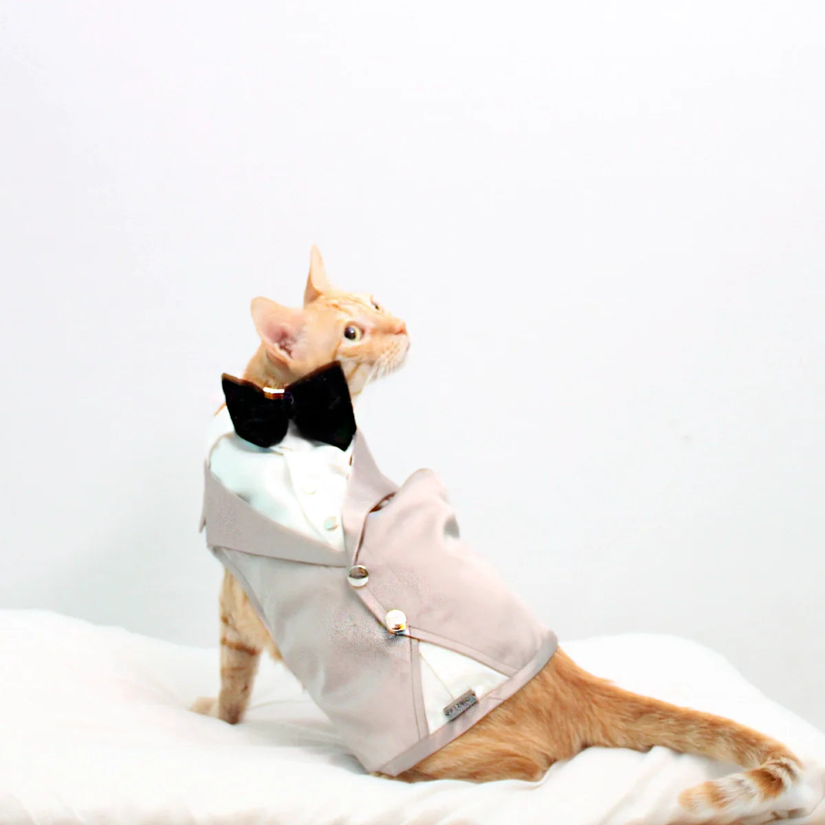 Dinner Waistcoat(Cat)