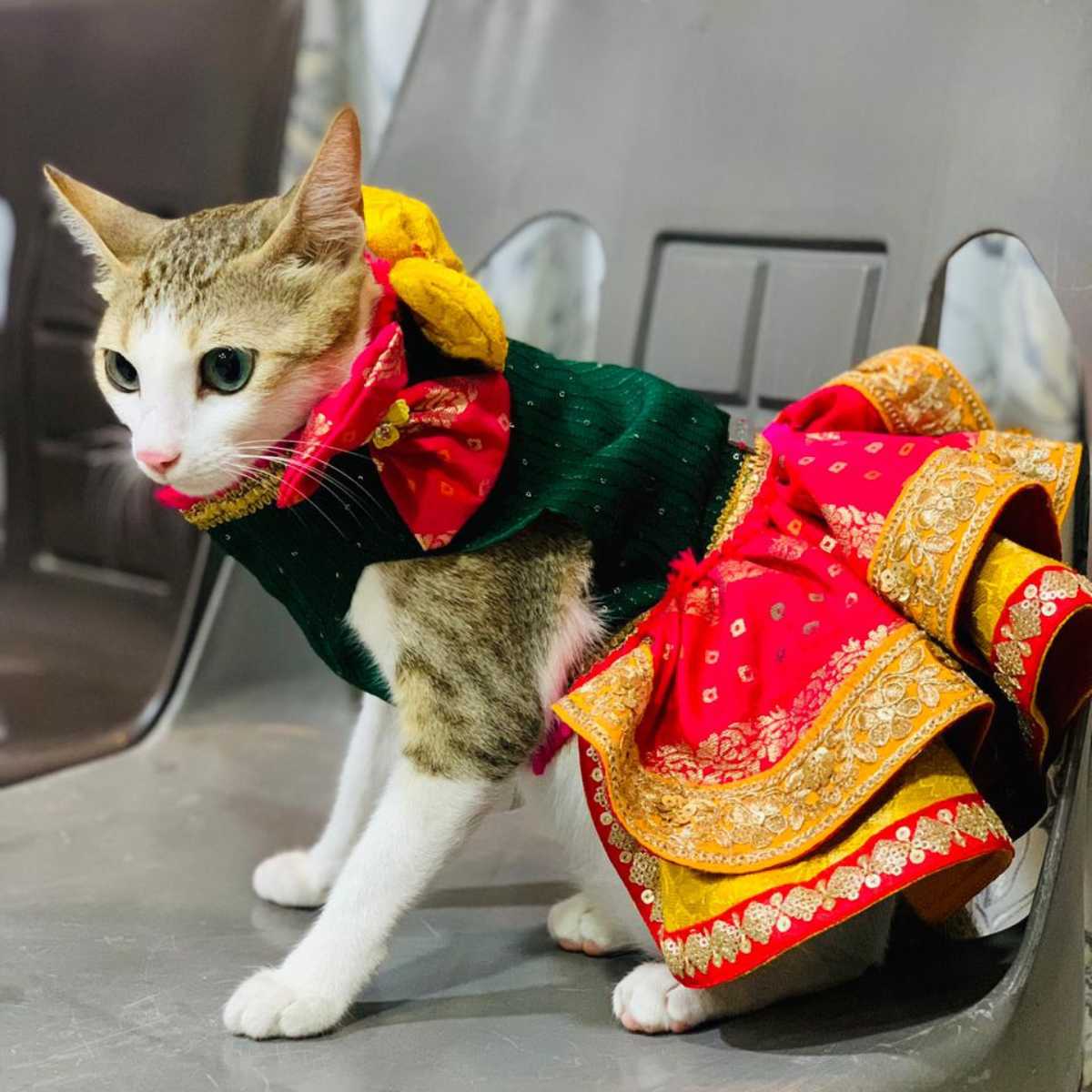 Bandhani Lengha(Cat)
