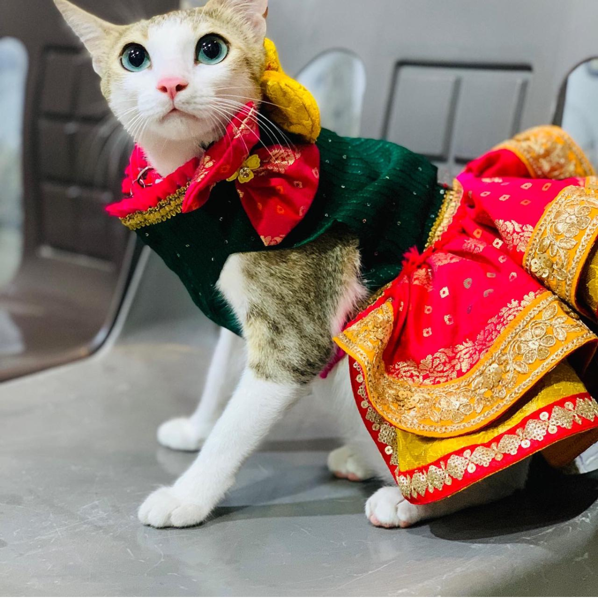 Bandhani Lengha(Cat)