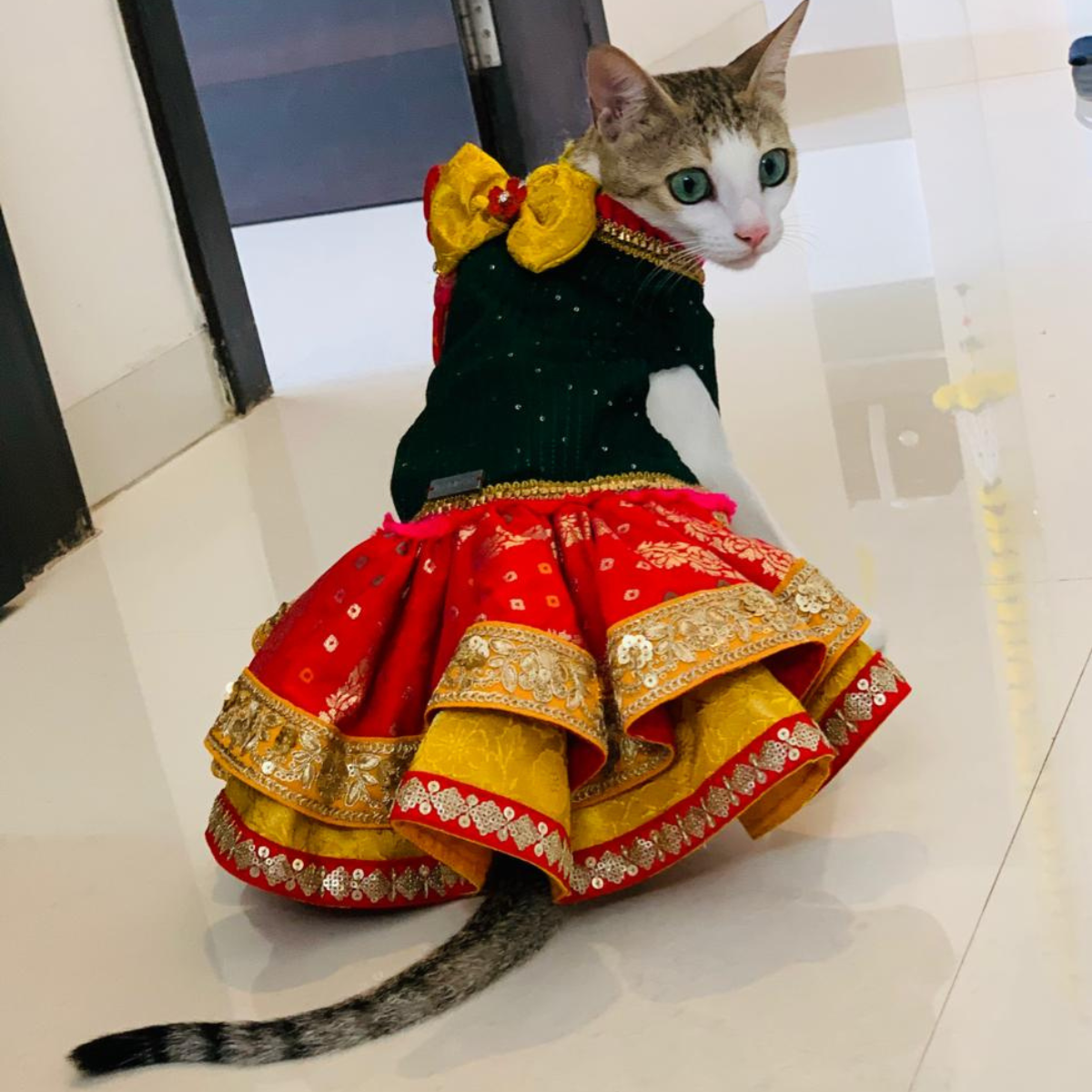 Bandhani Lengha(Cat)