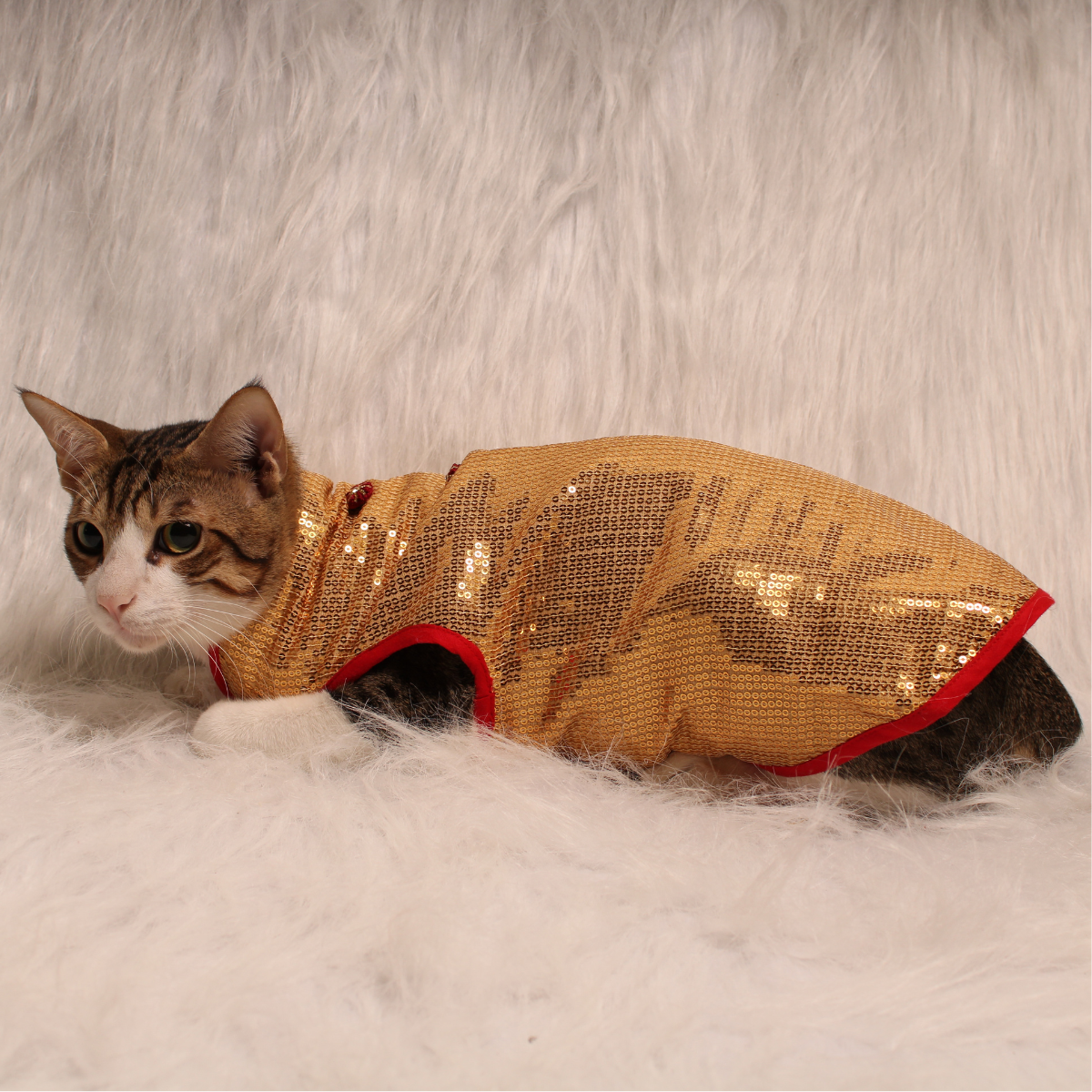 Glitter & Shine(Cat)