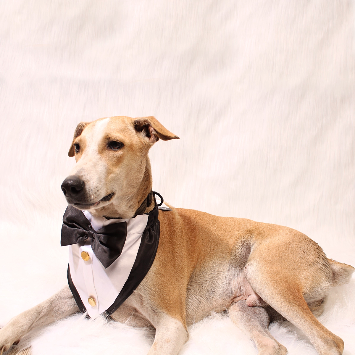 Gentleman Black(Dog)