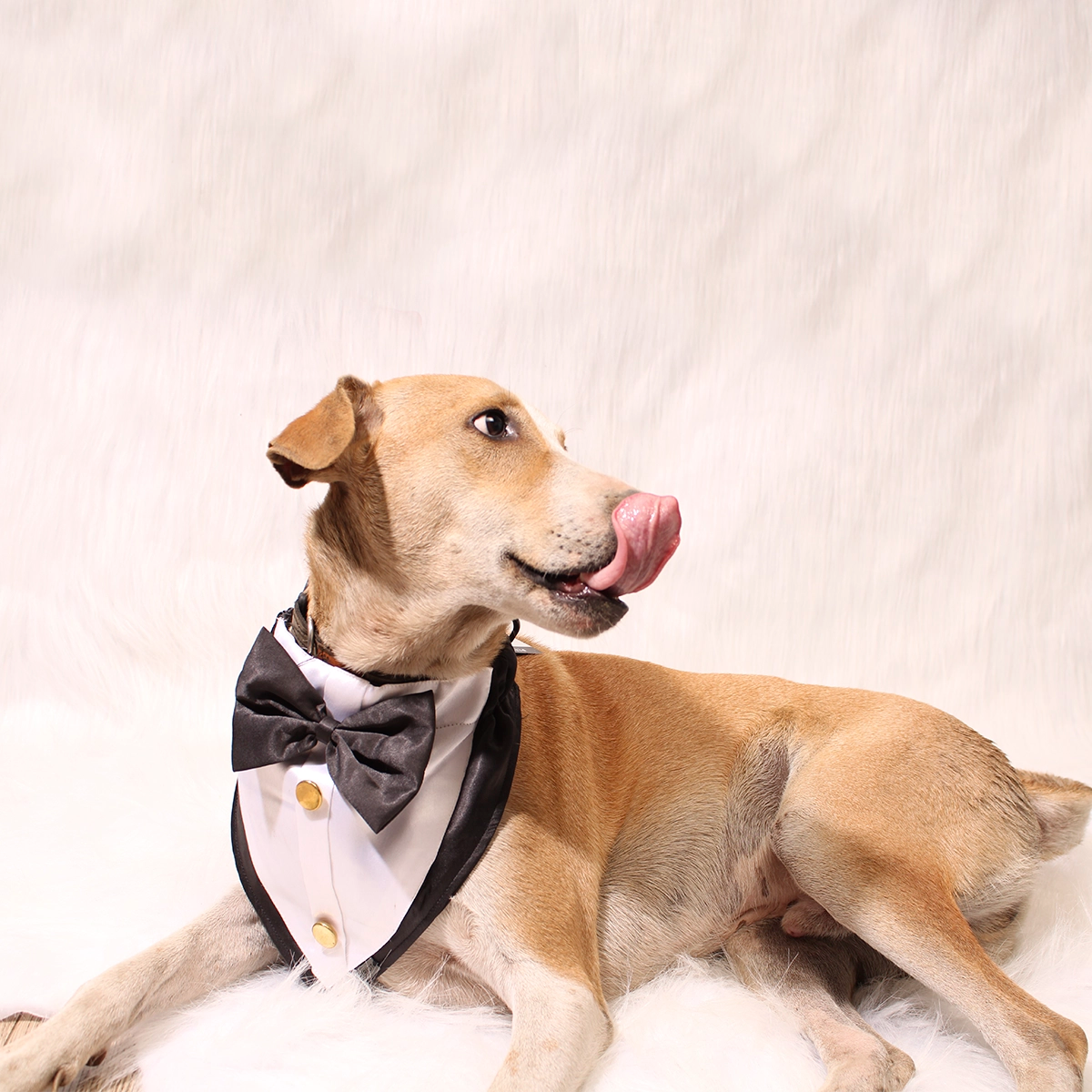 Gentleman Black(Dog)