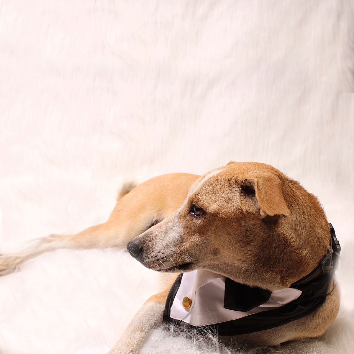 Gentleman Black(Dog)