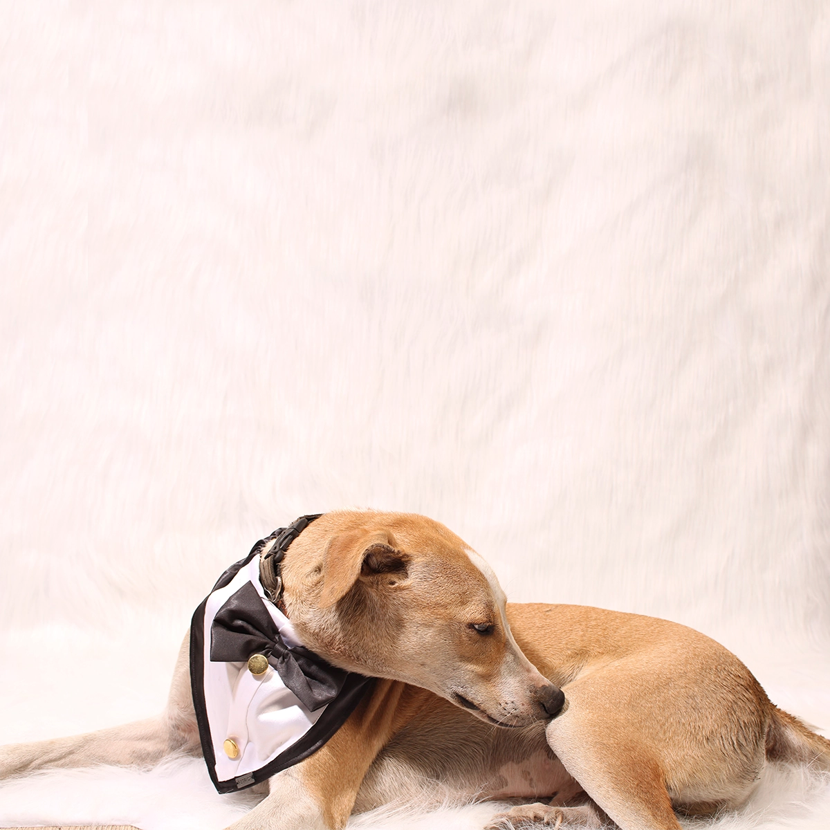 Gentleman Black(Dog)