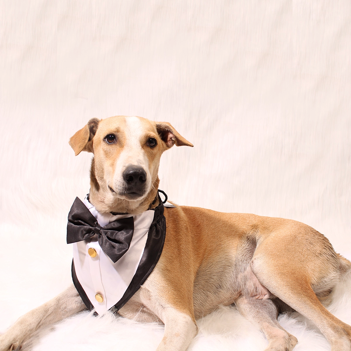 Gentleman Black(Dog)