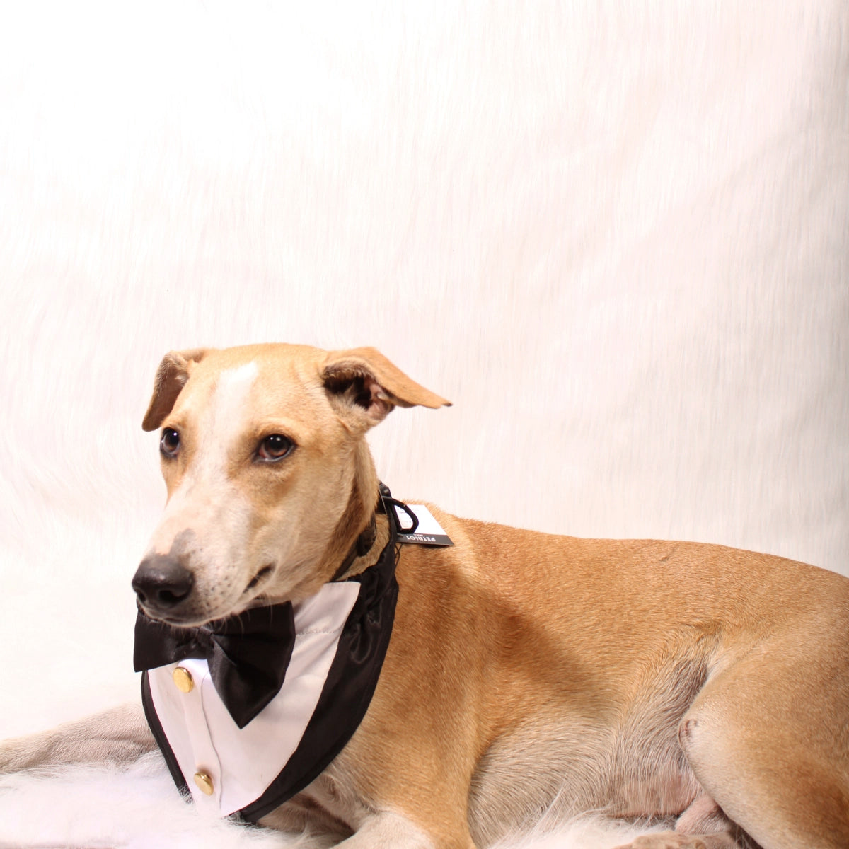 Gentleman Black(Dog)