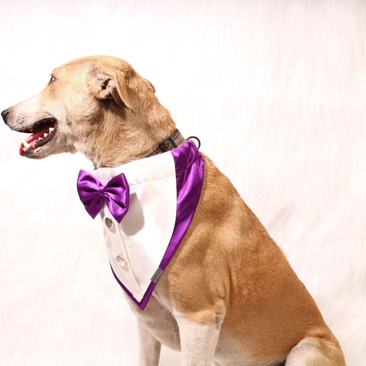 Gentleman Purple(Dog)