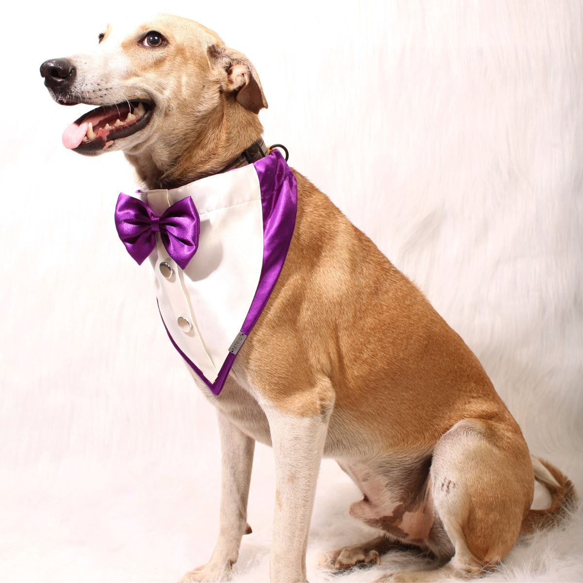 Gentleman Purple(Dog)
