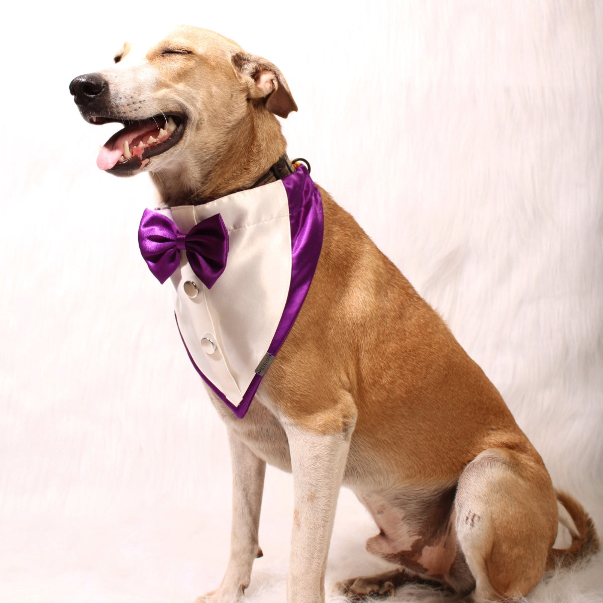 Gentleman Purple(Dog)