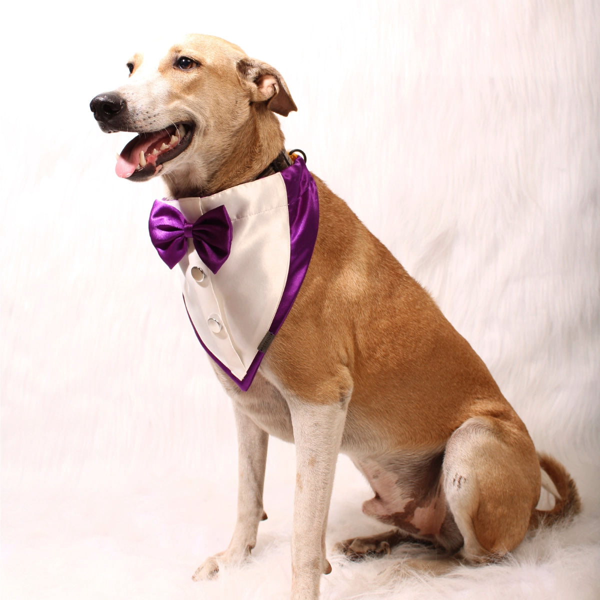 Gentleman Purple(Dog)