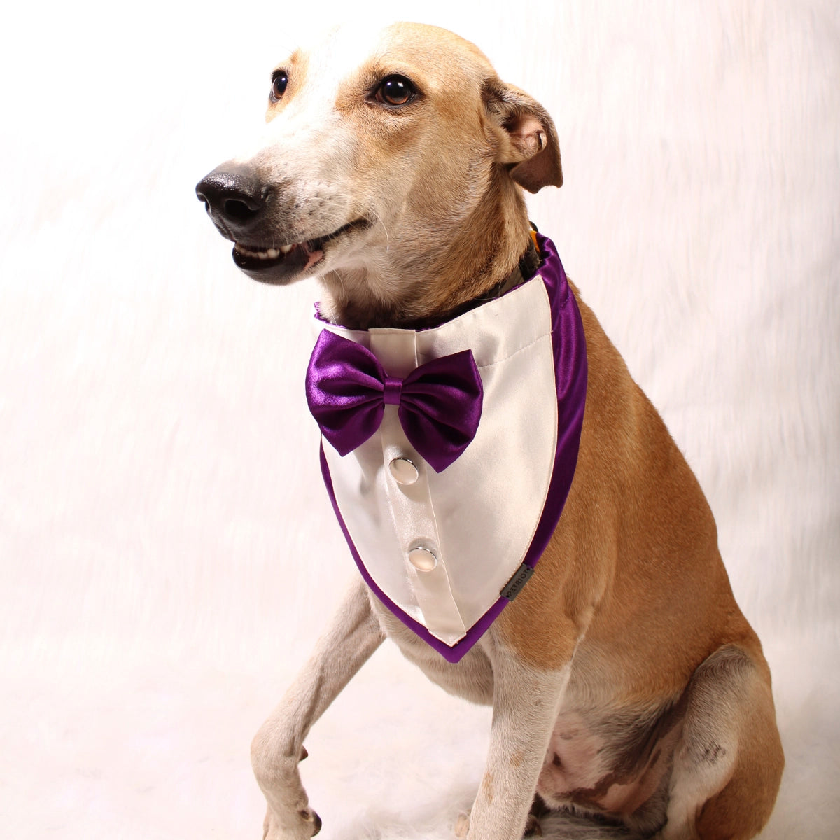 Gentleman Purple(Dog)