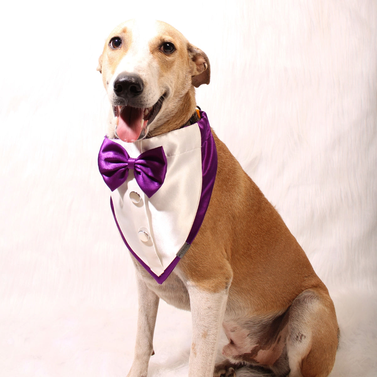 Gentleman Purple(Dog)