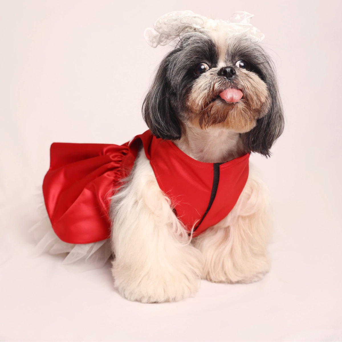 Gift Wrap Dress(Dog)