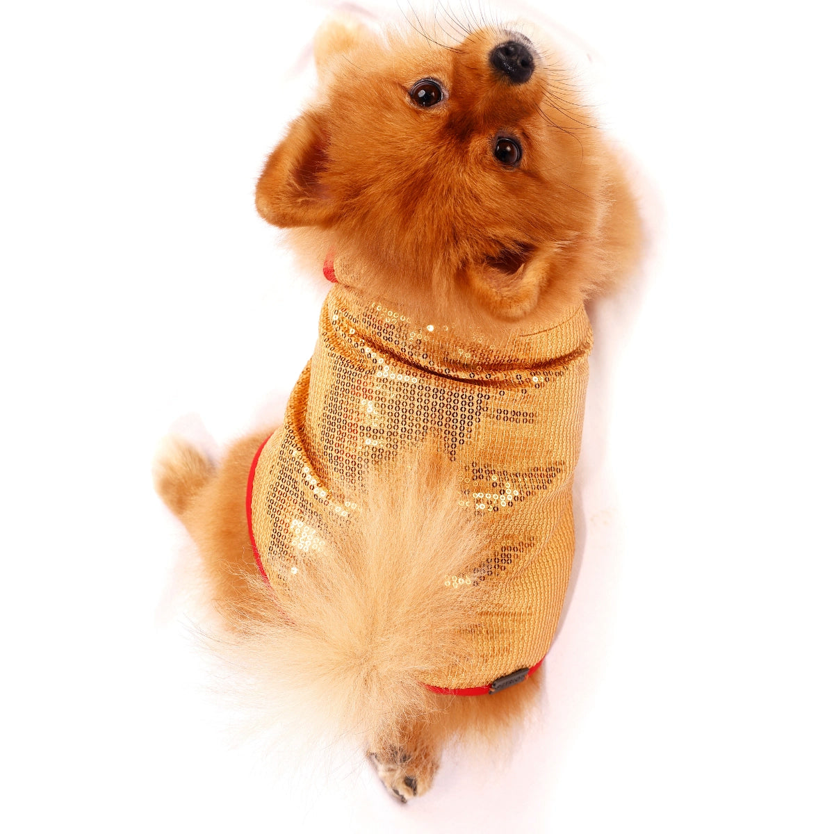 Glitter & Shine(Dog)