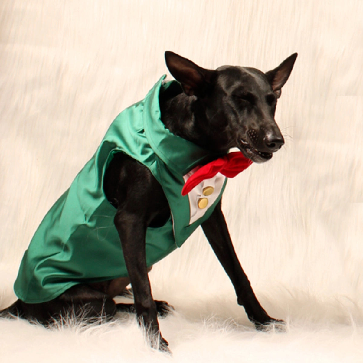 Emerald Green Tuxedo(Dog)