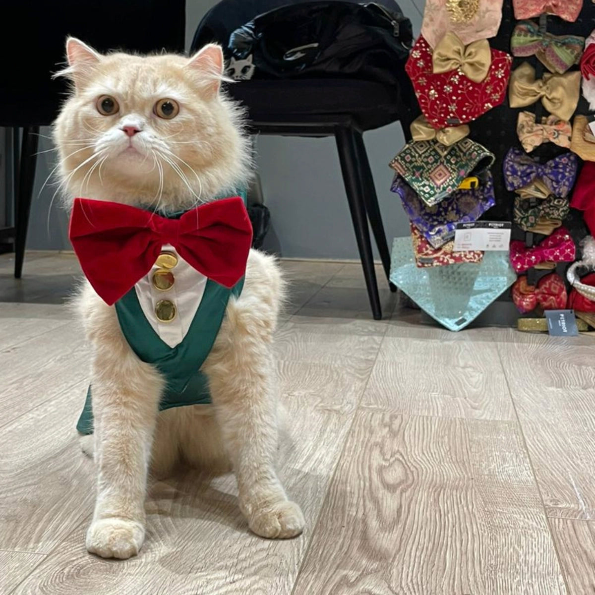Emerald Green Tuxedo(Cat)