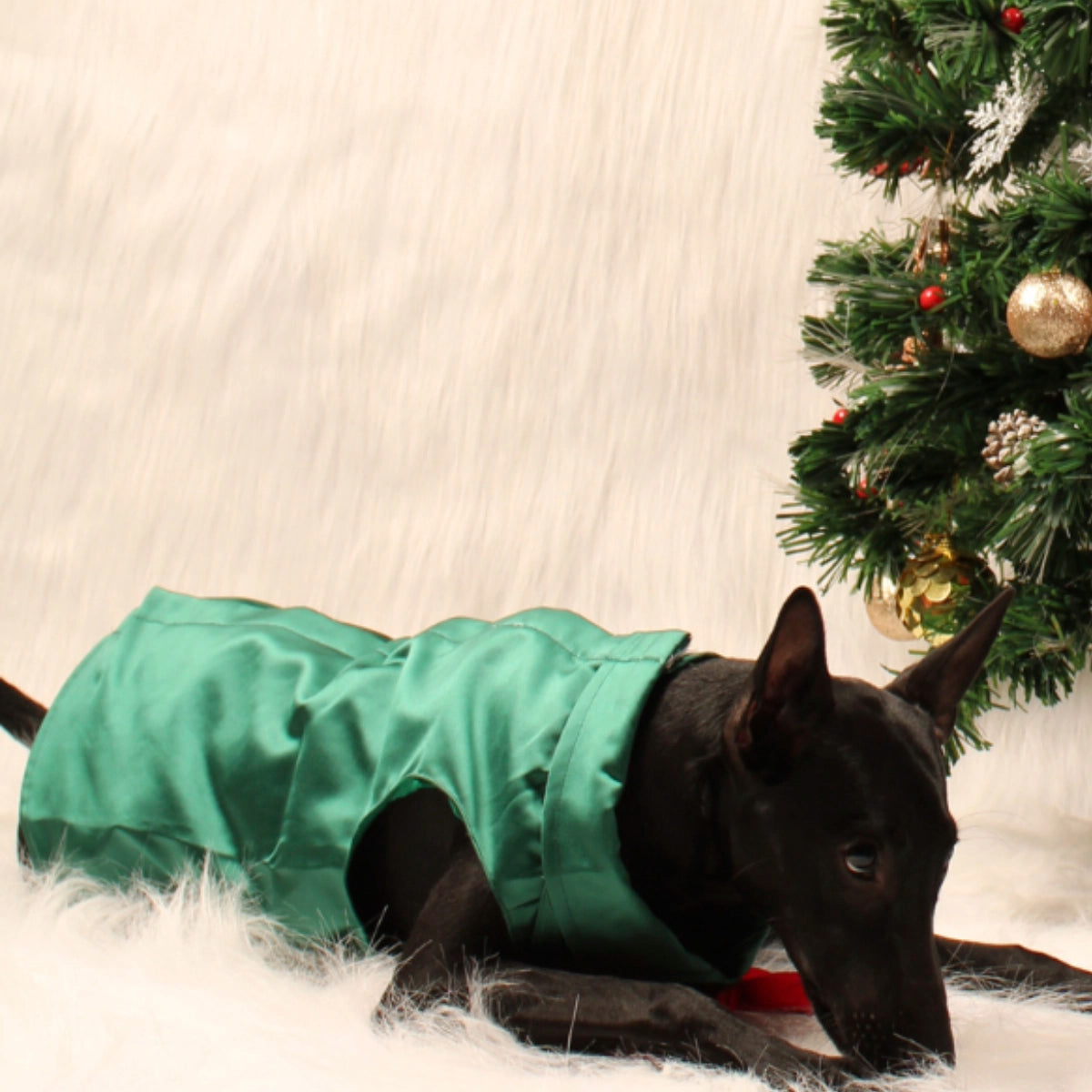 Emerald Green Tuxedo(Dog)