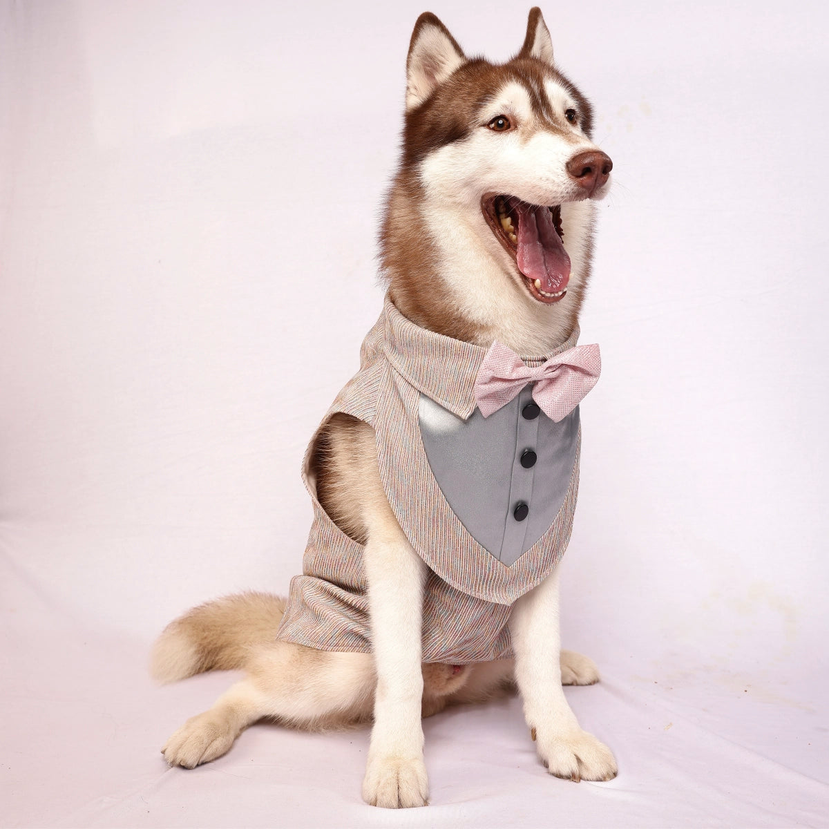 MultiGlitter Tuxedo(Dog)