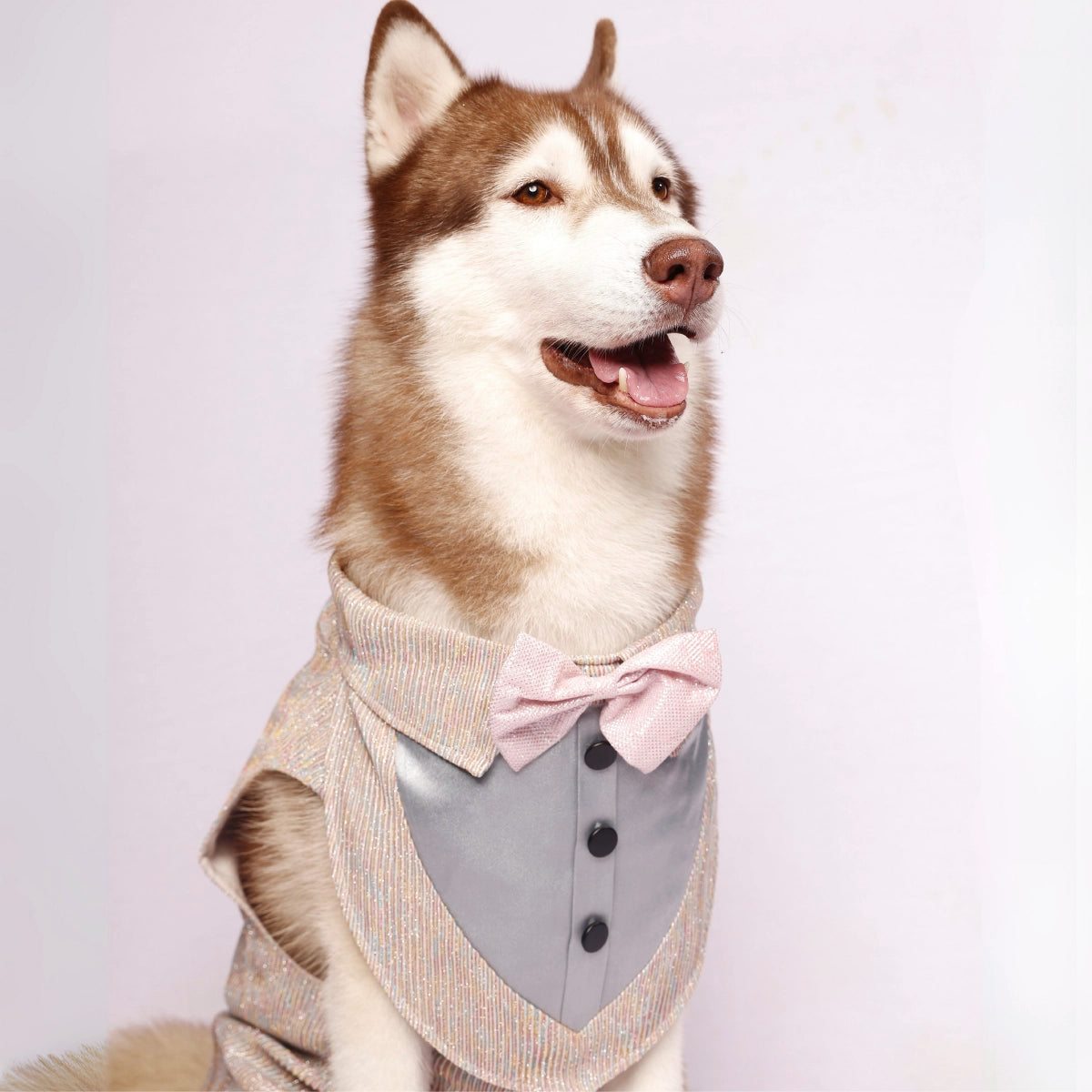 MultiGlitter Tuxedo(Dog)