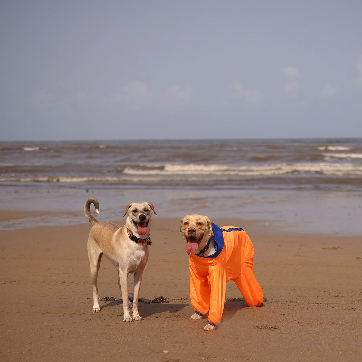 Neon Orange Rain-romper(Dog)