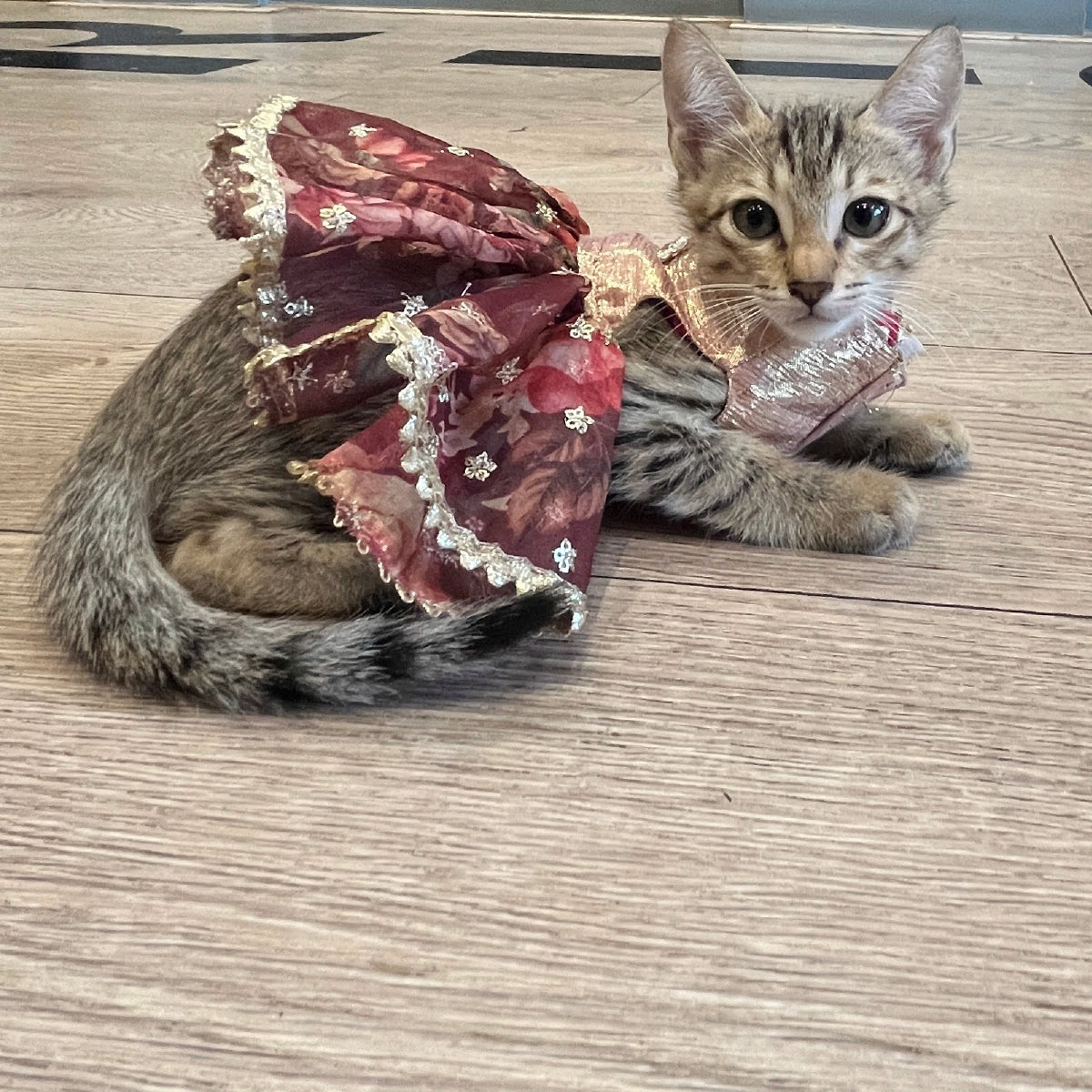 Organza Frills(Cat)