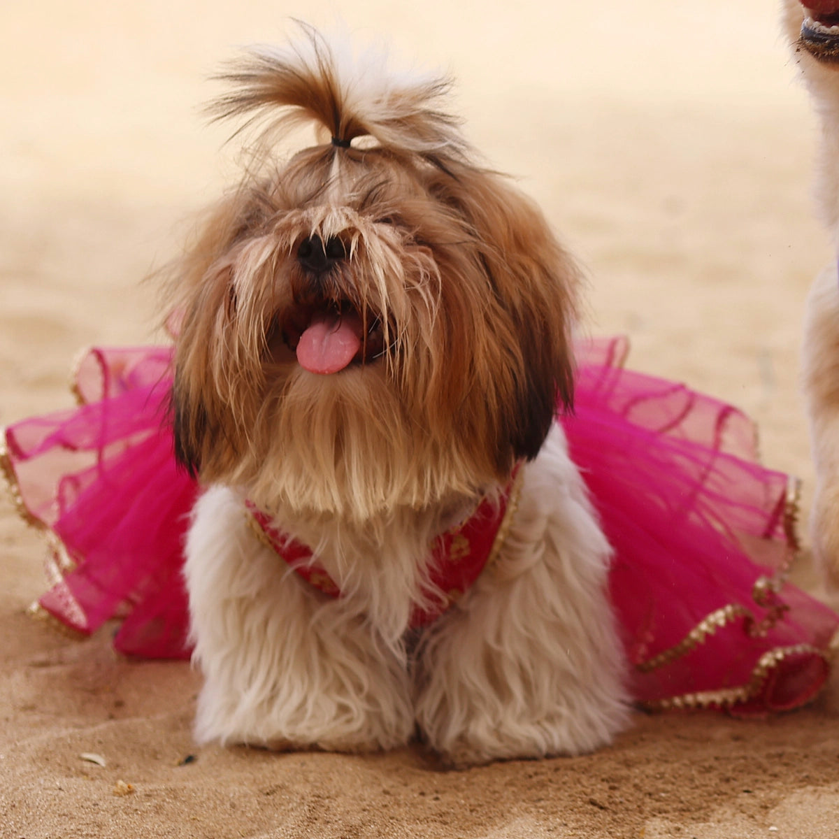 Pink Gotta Frills(Dog)