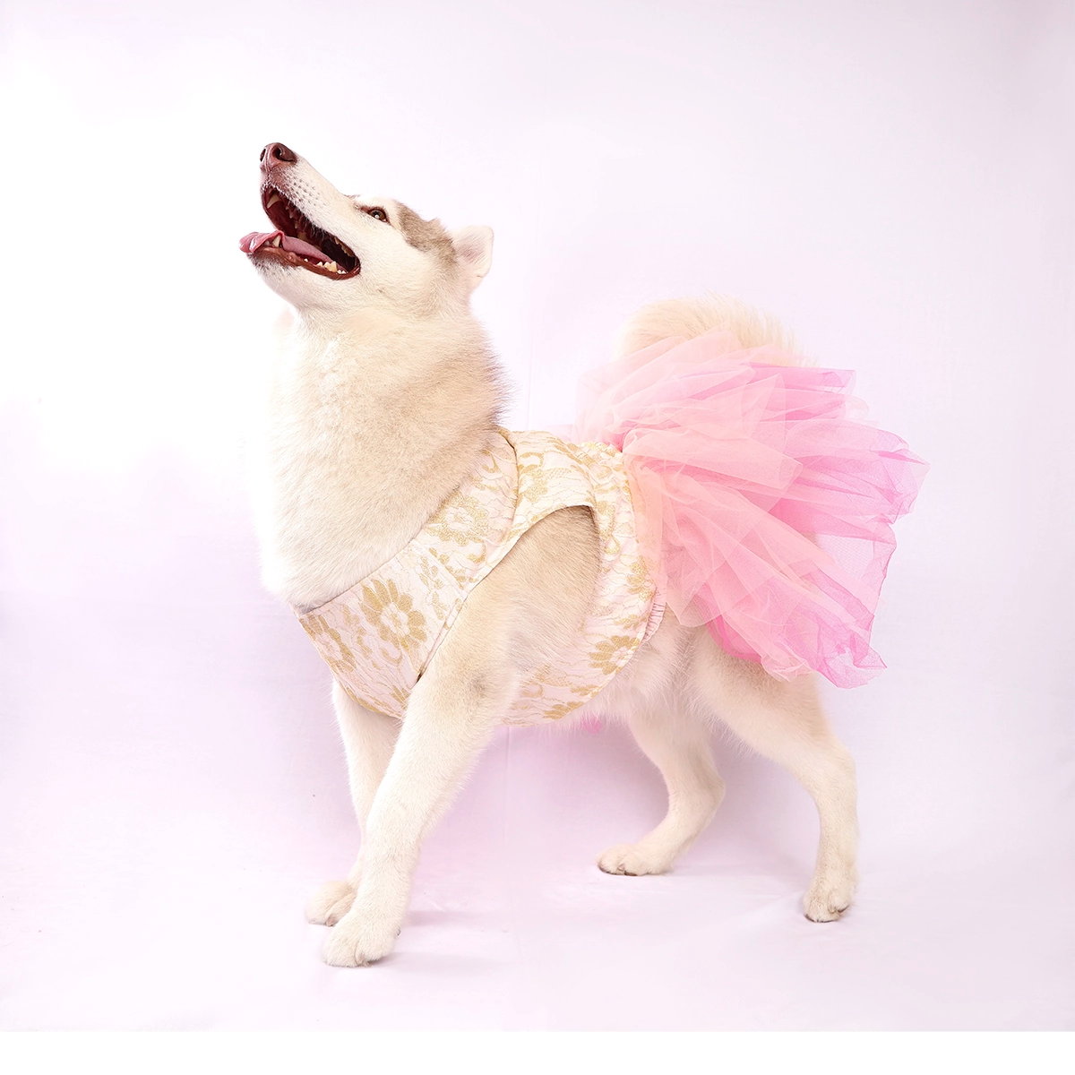 Pinkilicious (Dog)