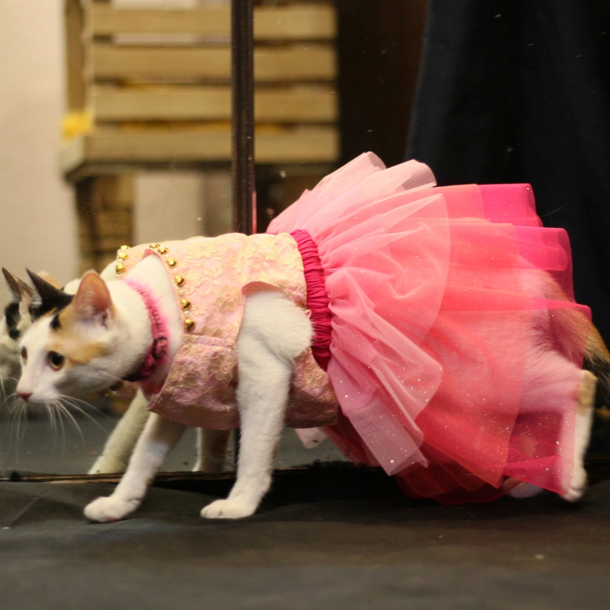 Pinkilicious (Cat)