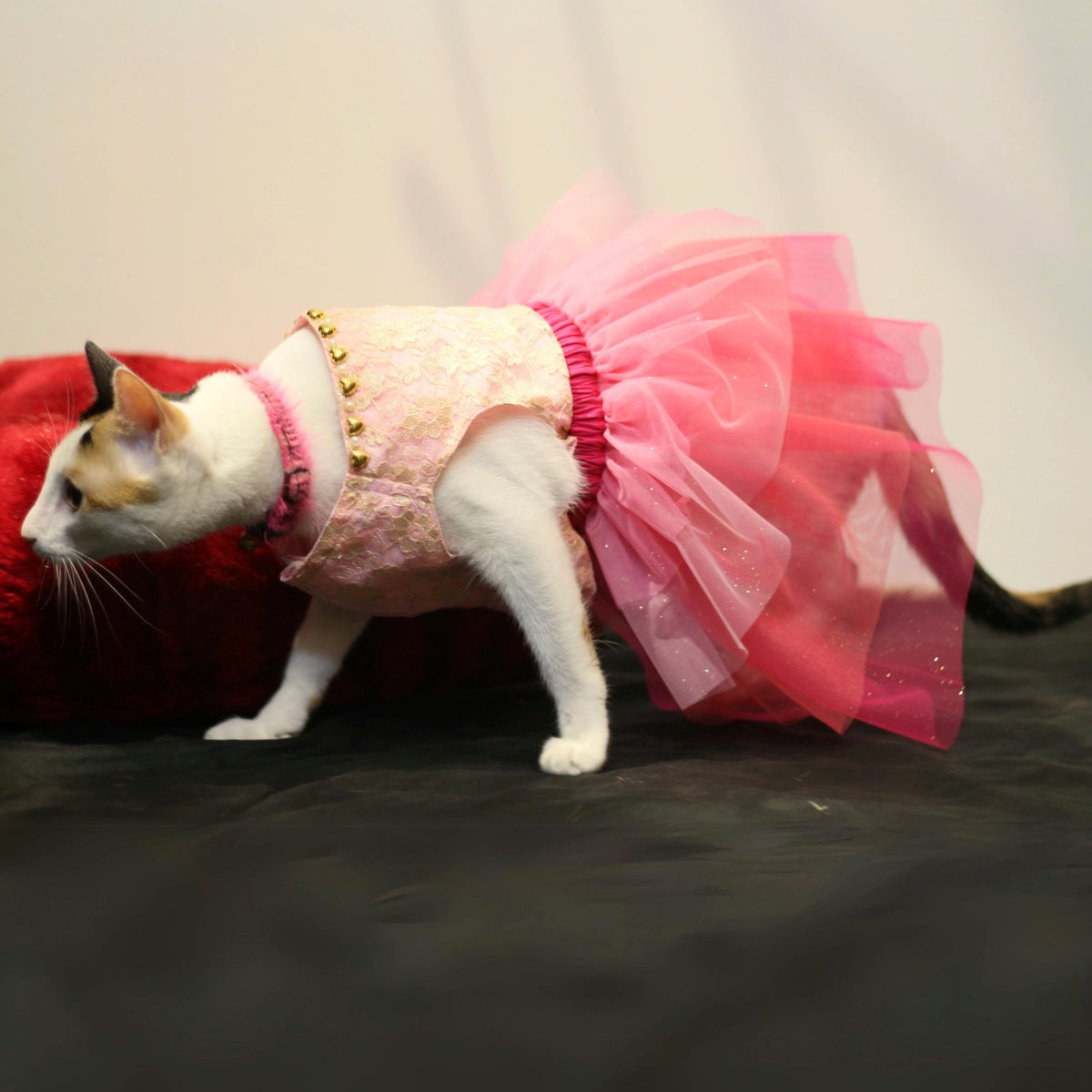 Pinkilicious (Cat)