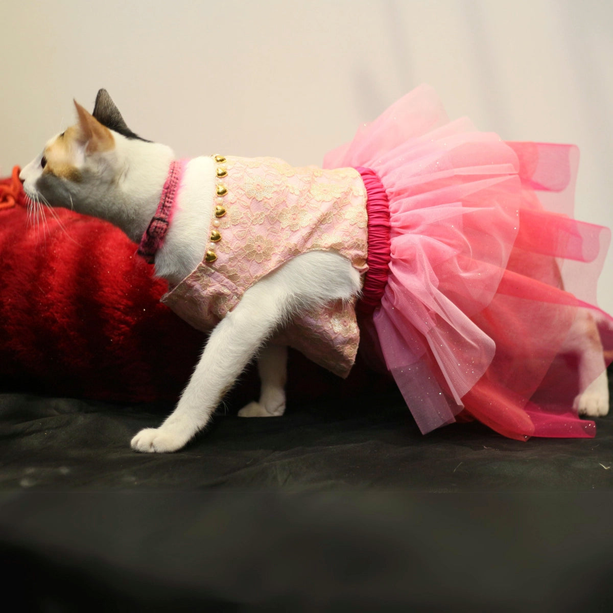 Pinkilicious (Cat)