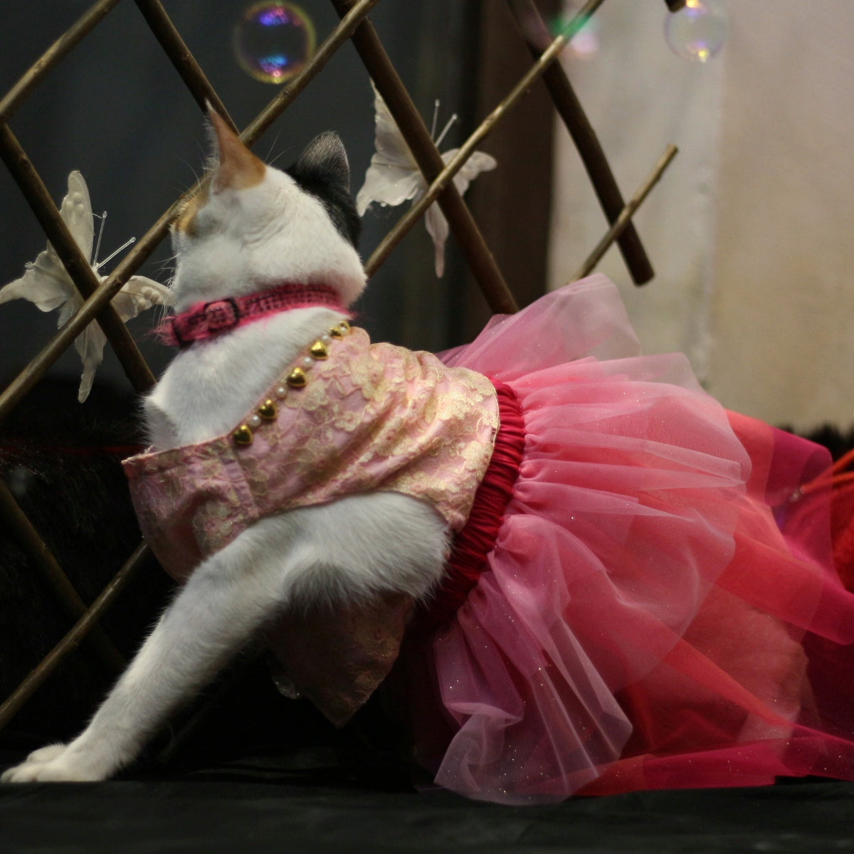 Pinkilicious (Cat)
