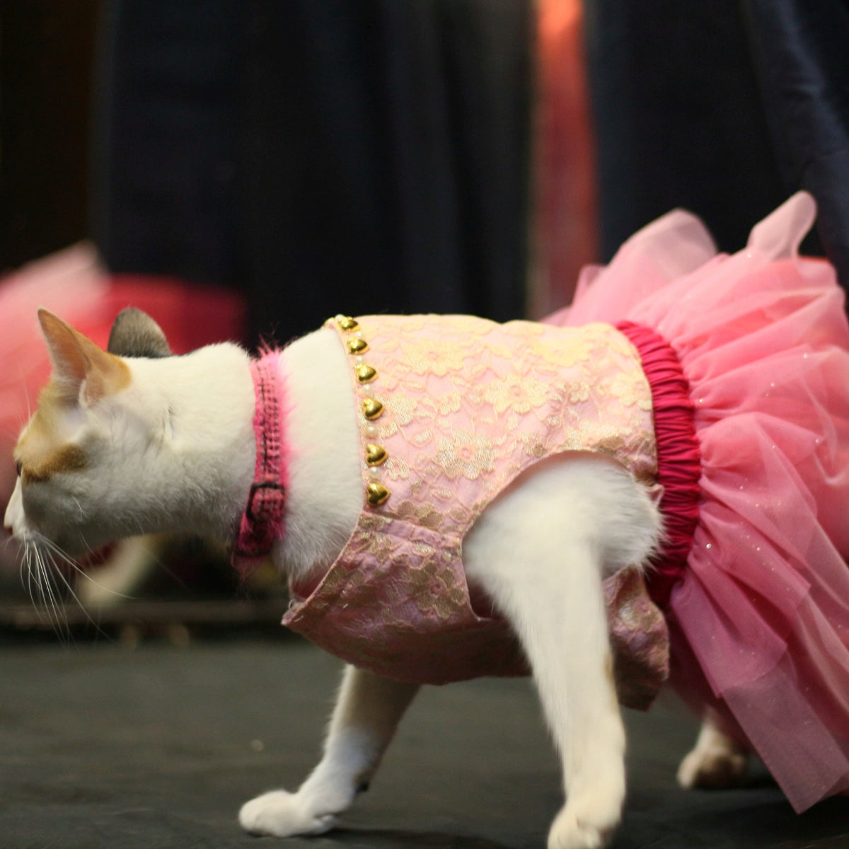 Pinkilicious (Cat)