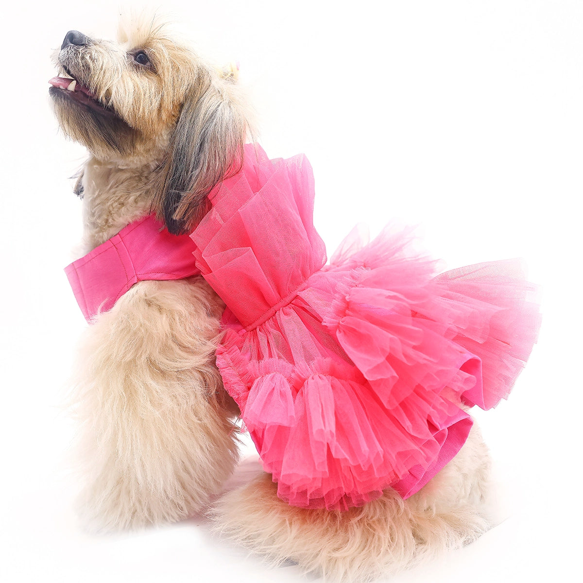 Pink Wrapper (Dog)