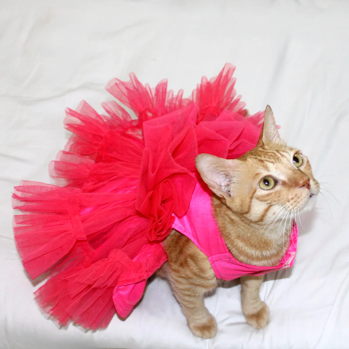 Pink Wrapper (Cat)