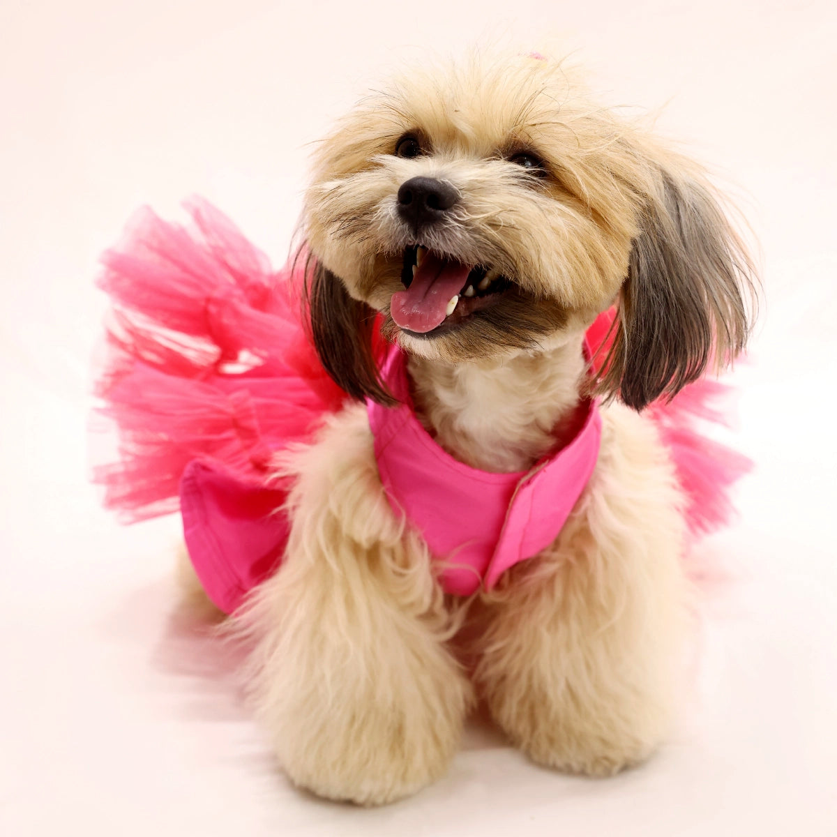 Pink Wrapper (Dog)