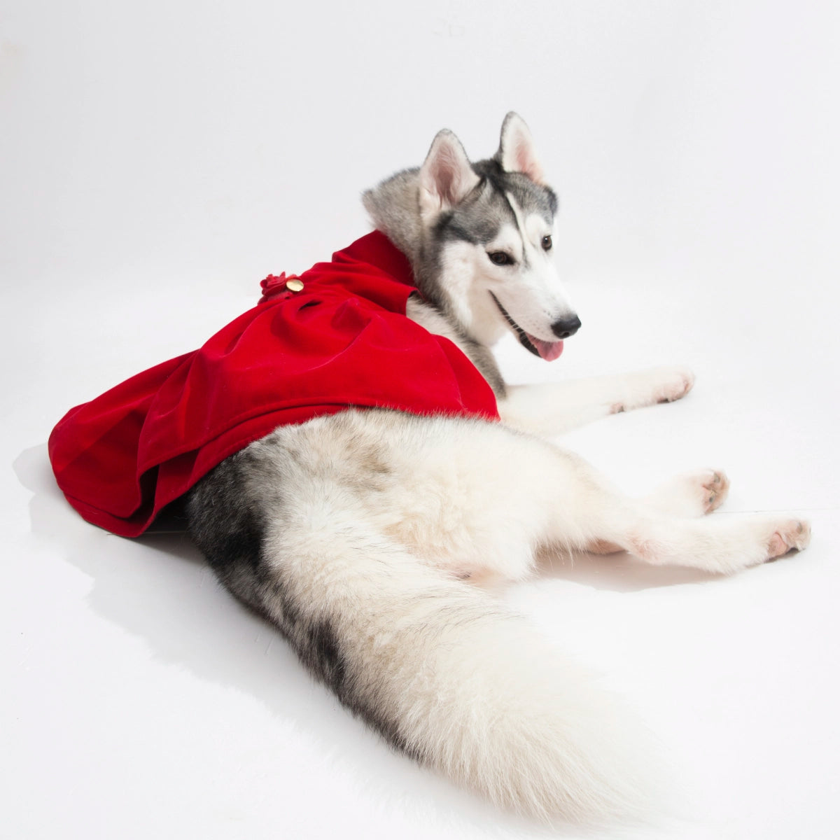 Red Velvet Cheese Cake (Dog)