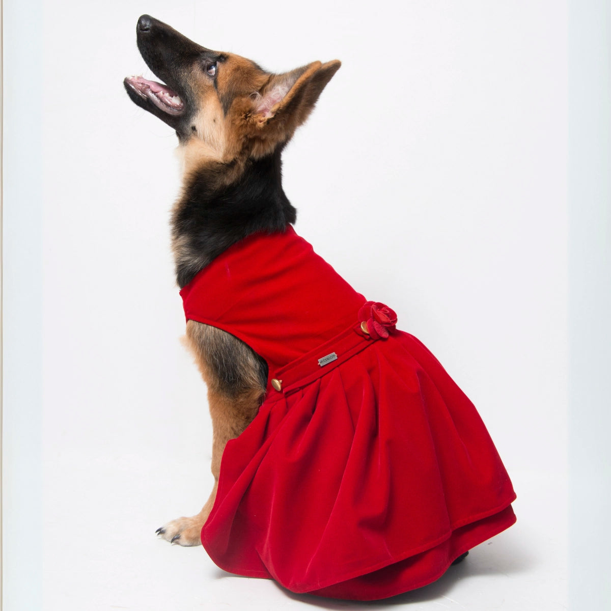 Red Velvet Cheese Cake (Dog)