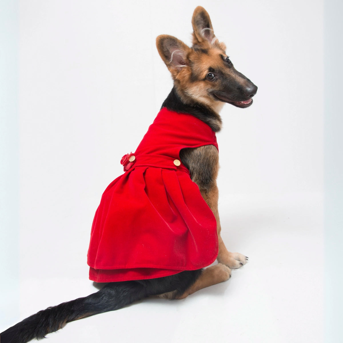 Red Velvet Cheese Cake (Dog)