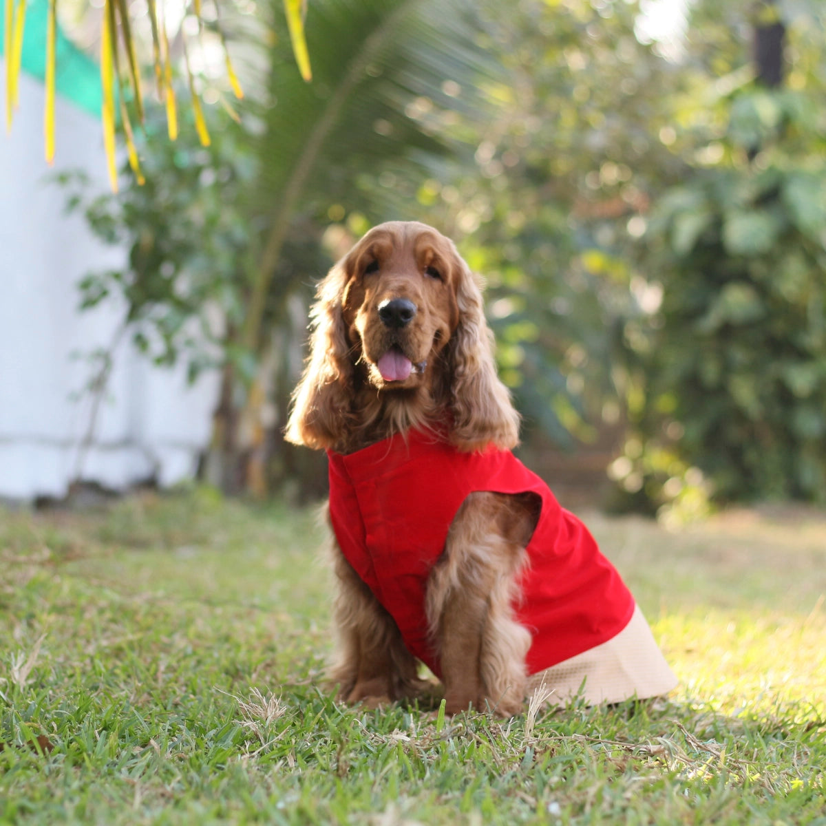 Red Velvet Love (Dog)