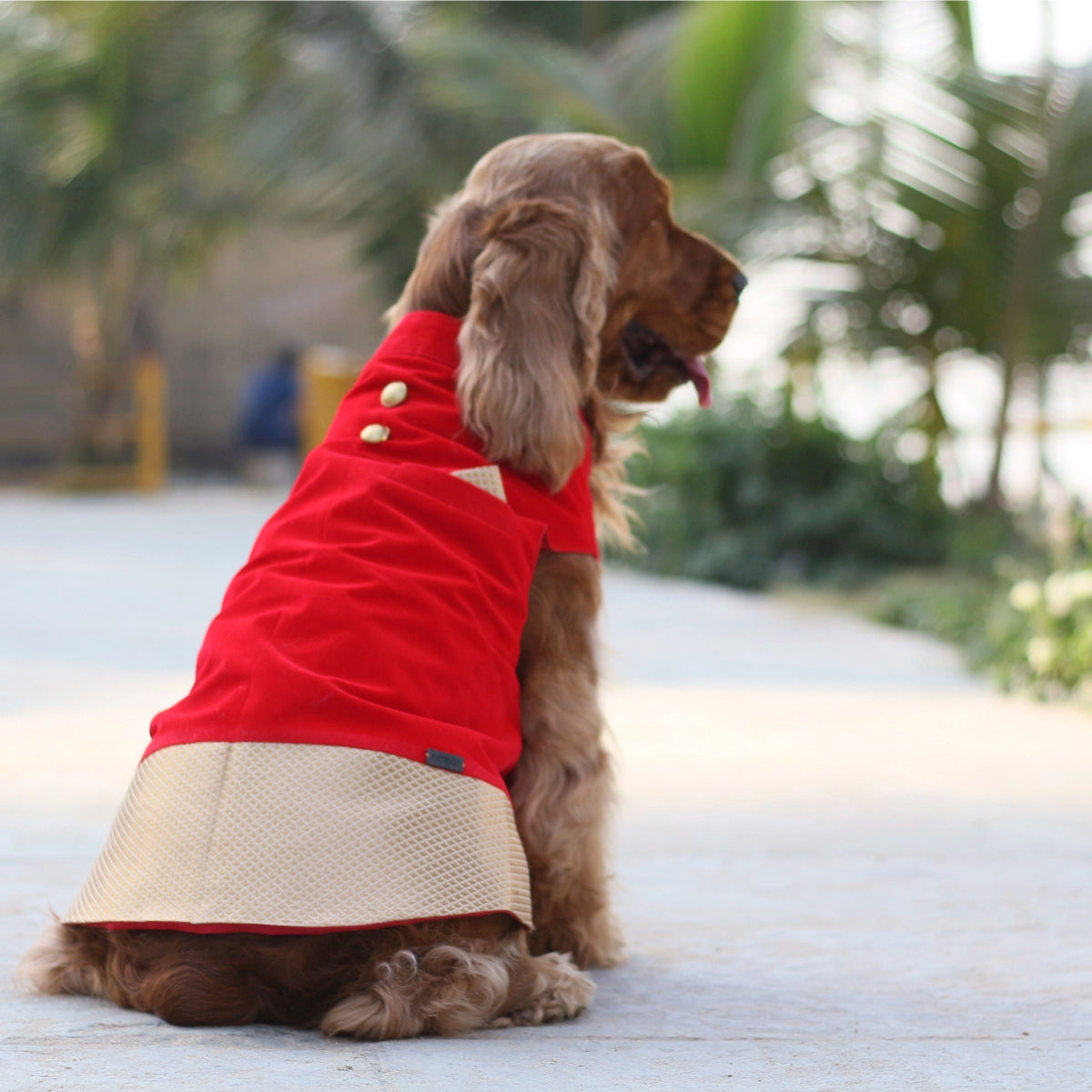 Red Velvet Love (Dog)