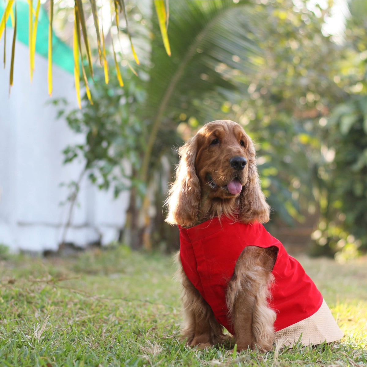 Red Velvet Love (Dog)