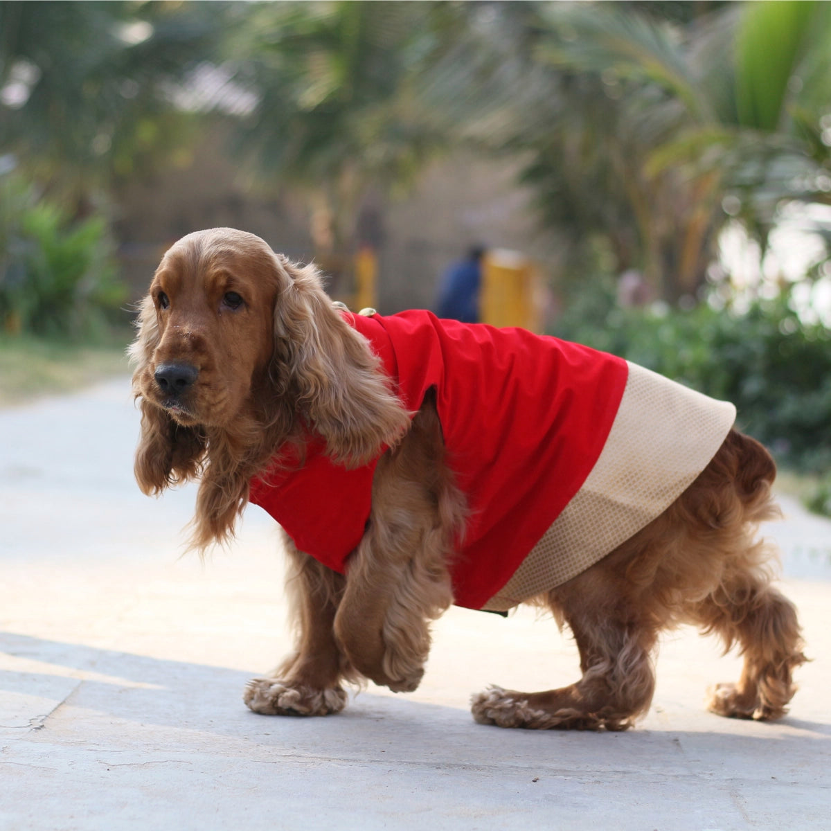 Red Velvet Love (Dog)