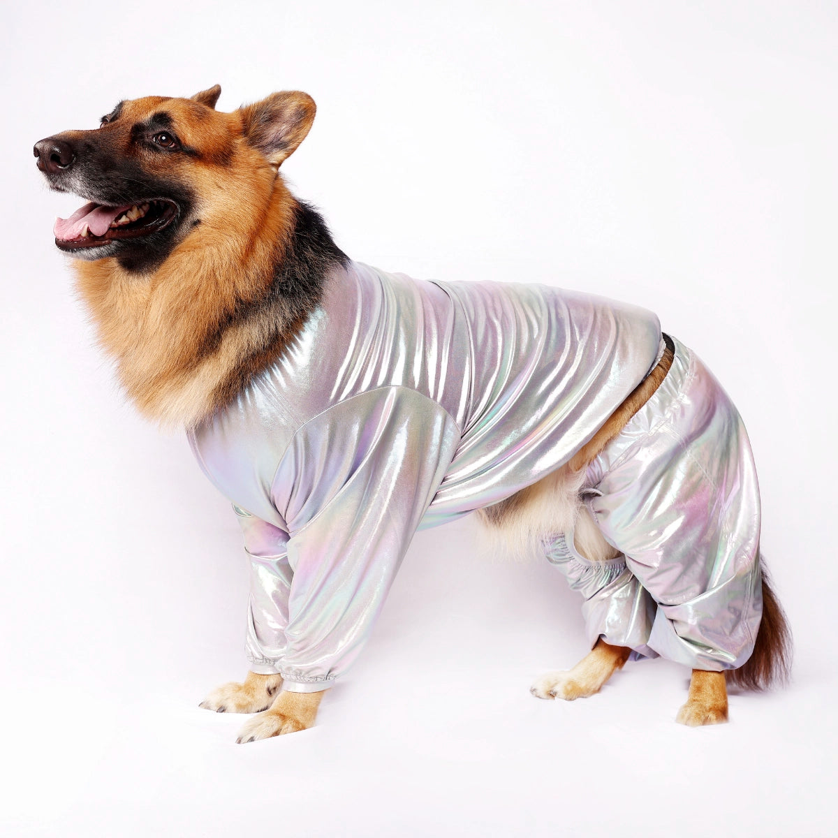 Silver Euphoria (Dog)