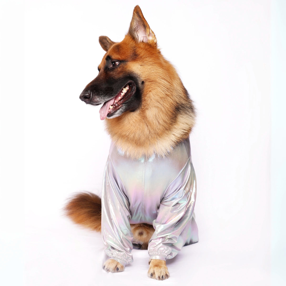 Silver Euphoria (Dog)