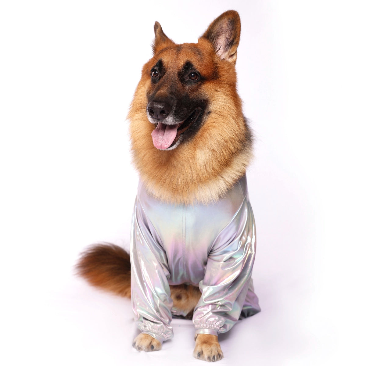 Silver Euphoria (Dog)