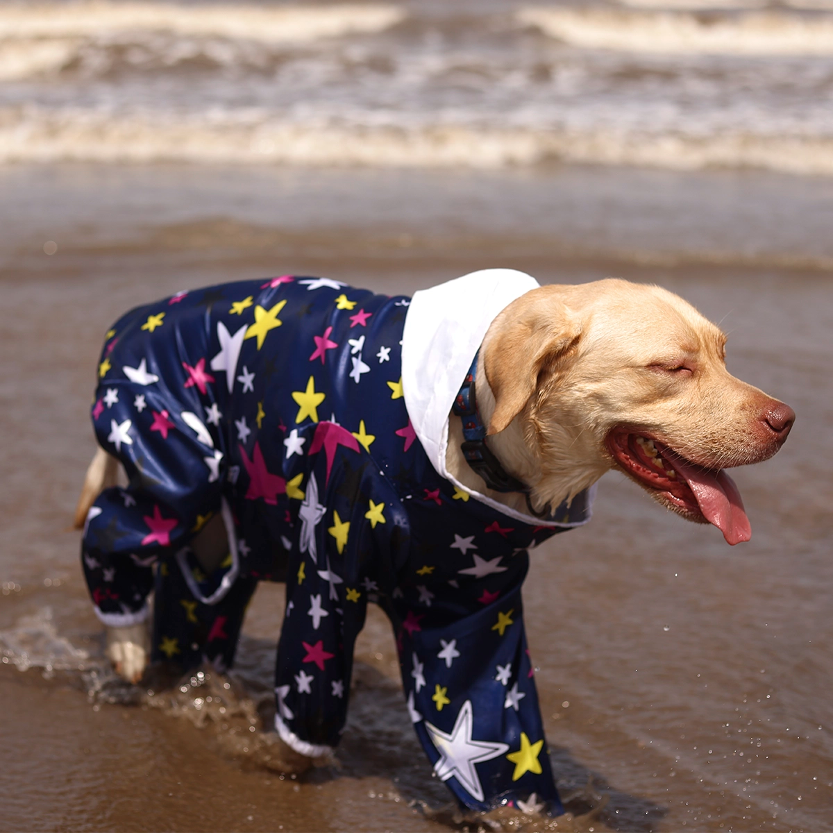 Multistar Rain-romper(Dog)