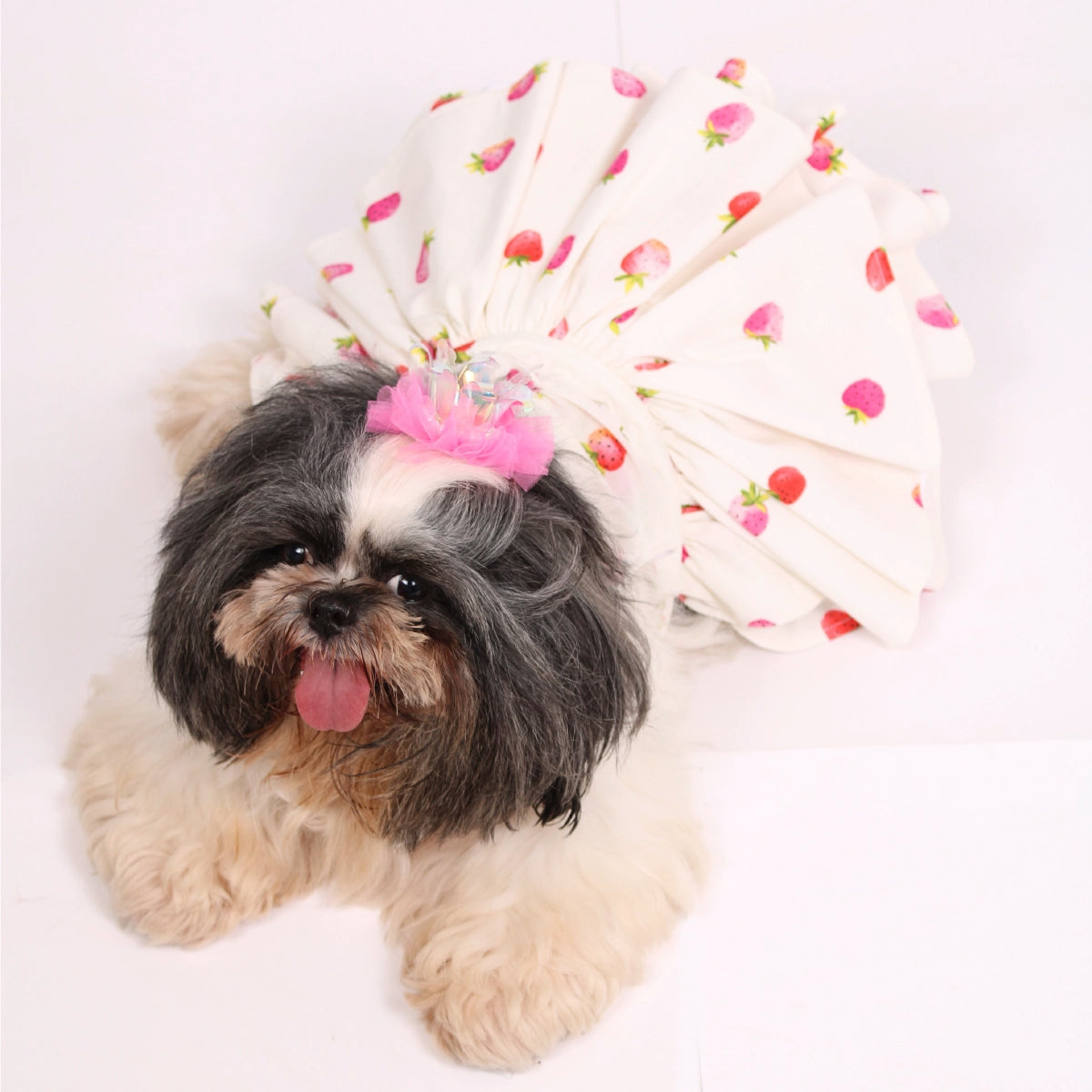 Strawberry Love (Dog)