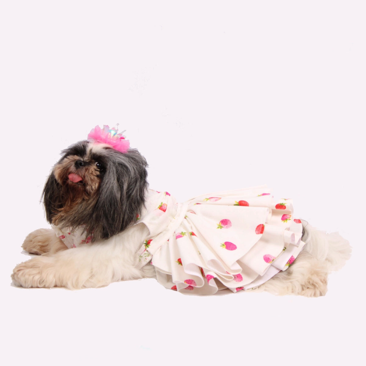 Strawberry Love (Dog)