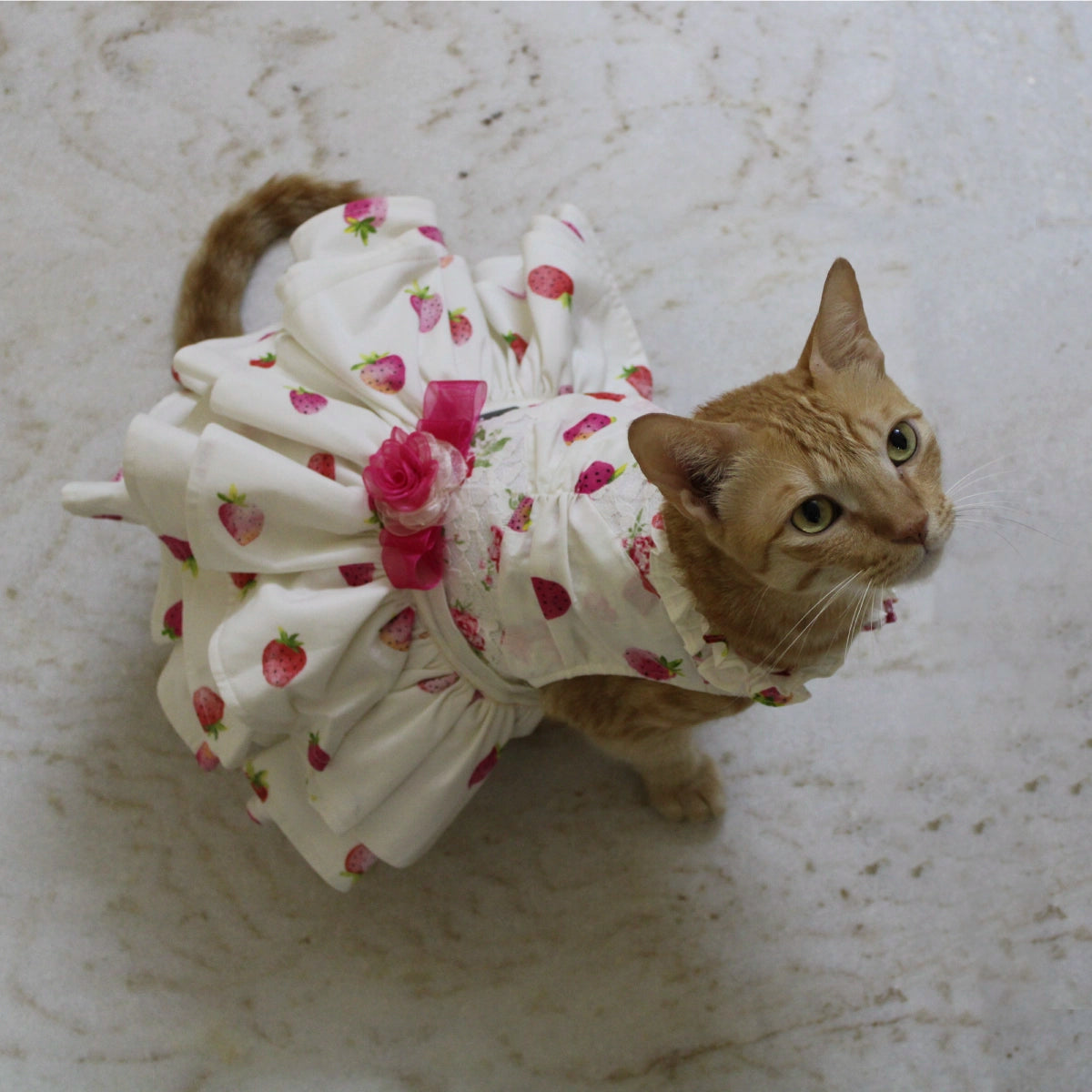 Strawberry Love (Cat)